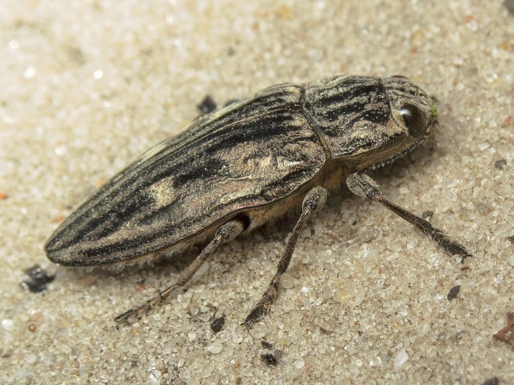 Chalcophora mariana (Linnaeus, 1758)